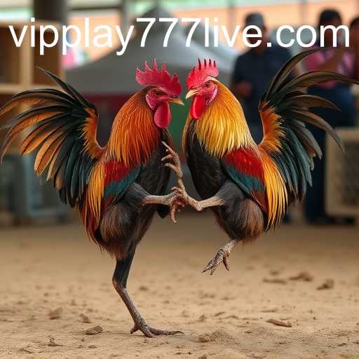 The Rise of Online Sabong: A Look into the Thriving Phenomenon with PLAY777